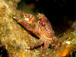 102 Crab   IMG 5484